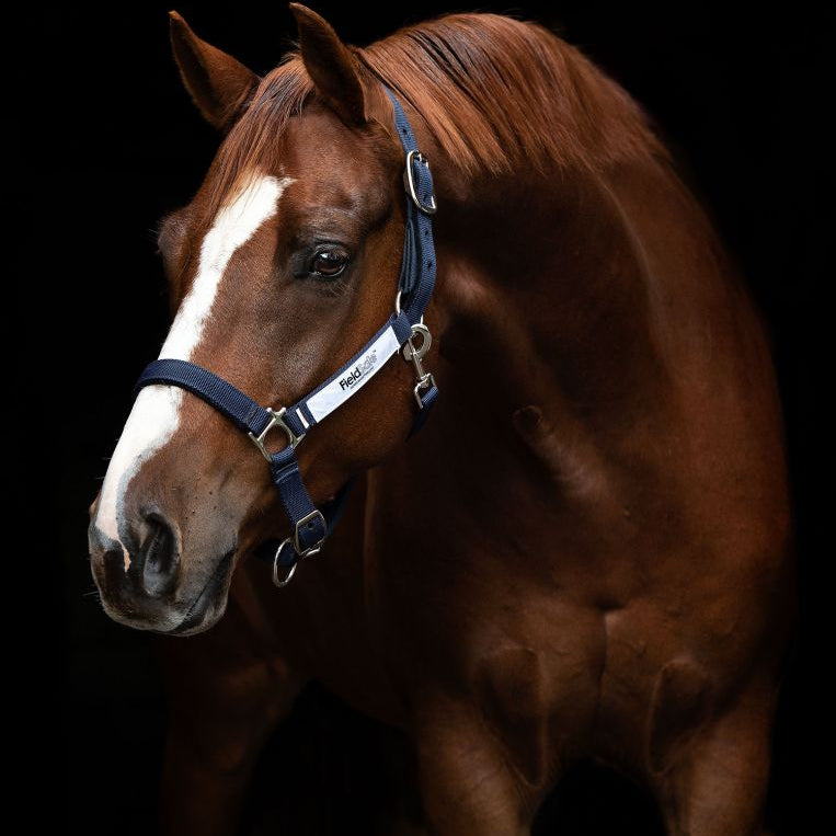 Headcollars & Bridles